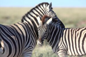 Haben Zebras schwarze oder weiße Streifen?