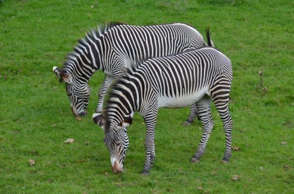 Zebras und die Frage nach der Farbe